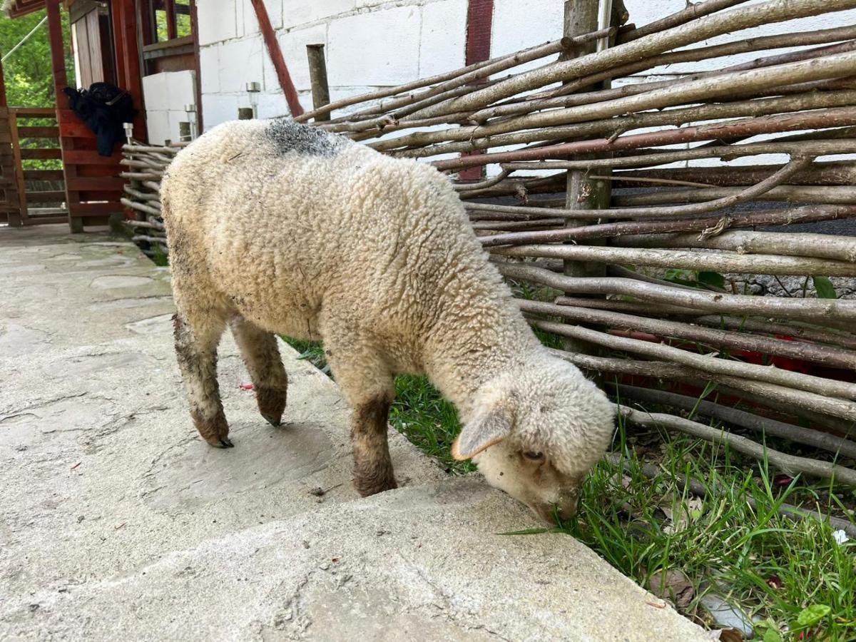 Cabana „Stana Din Deal” Provita de Sus Exterior foto